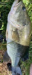 Largemouth Bass
