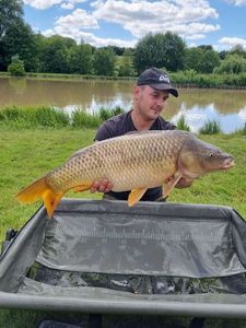 Common Carp