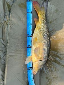 Leather Carp