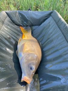 Leather Carp