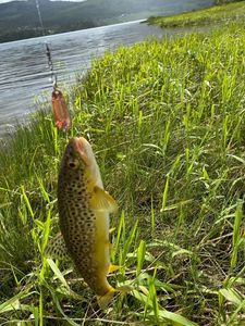 Brown Trout