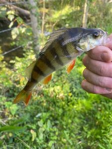 European Perch