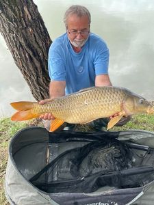 Common Carp