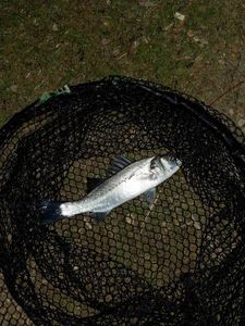 European Bass (Seabass)