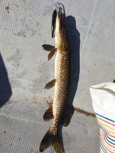 brochet