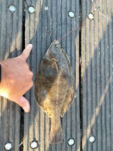 European Flounder