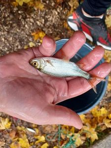 Roach