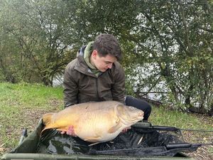 Common Carp