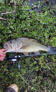 Largemouth Bass