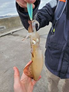 European Squid