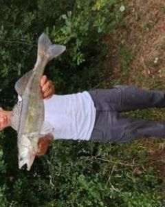 Zander