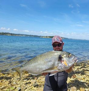 Gilthead Seabream