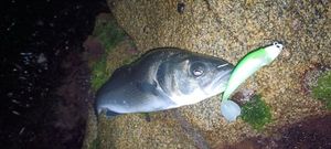 European Bass (Seabass)