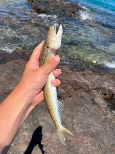 Pesce lucertola