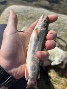 Brook Trout