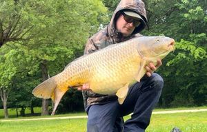 Common Carp