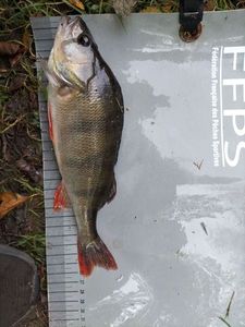 European Perch