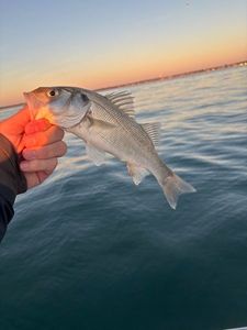 European Bass (Seabass)