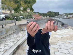 European Bass (Seabass)