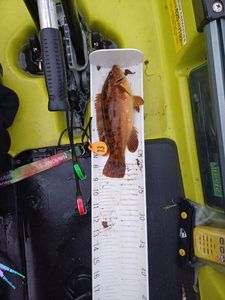 Ballan Wrasse