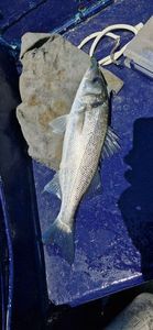 European Bass (Seabass)