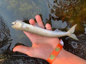 Inshore Lizardfish