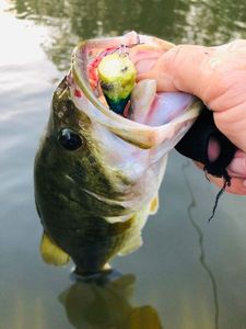 Largemouth Bass