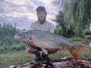Common Carp