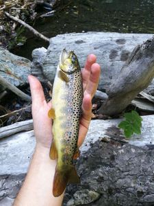 Brown Trout