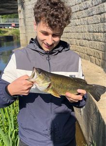 Largemouth Bass