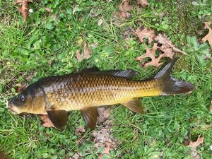 Common Carp