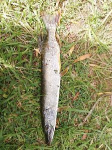 Northern Pike