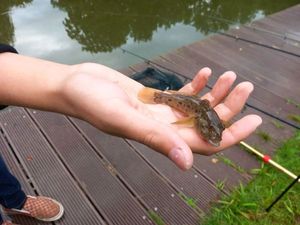 Giant Goby