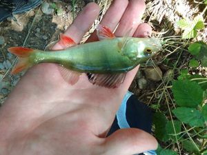 European Perch