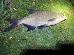 Common Bream