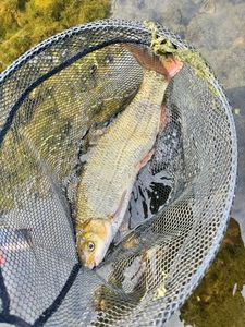 Barbel