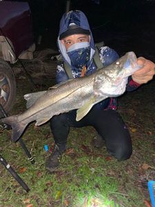 Common Snook