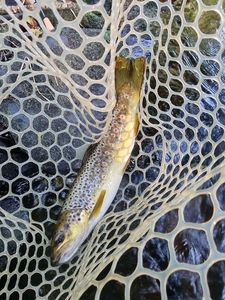 Brown Trout