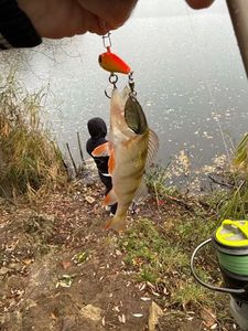 European Perch