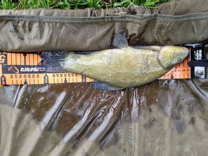 Tench