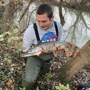 Northern Pike