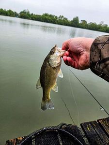 Largemouth Bass