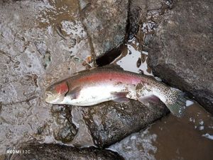 Rainbow Trout