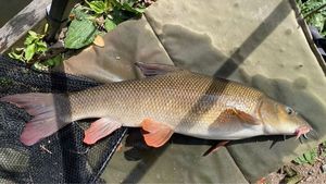 Barbel