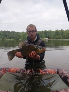 Tench