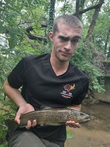 Brown Trout