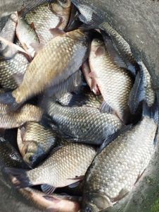 Crucian Carp