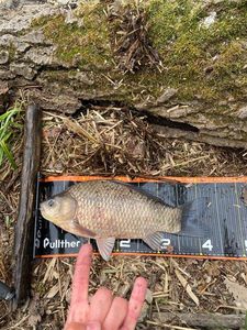 Crucian Carp