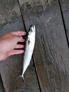 Mackerel