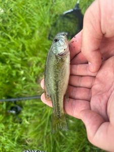 Smallmouth Bass